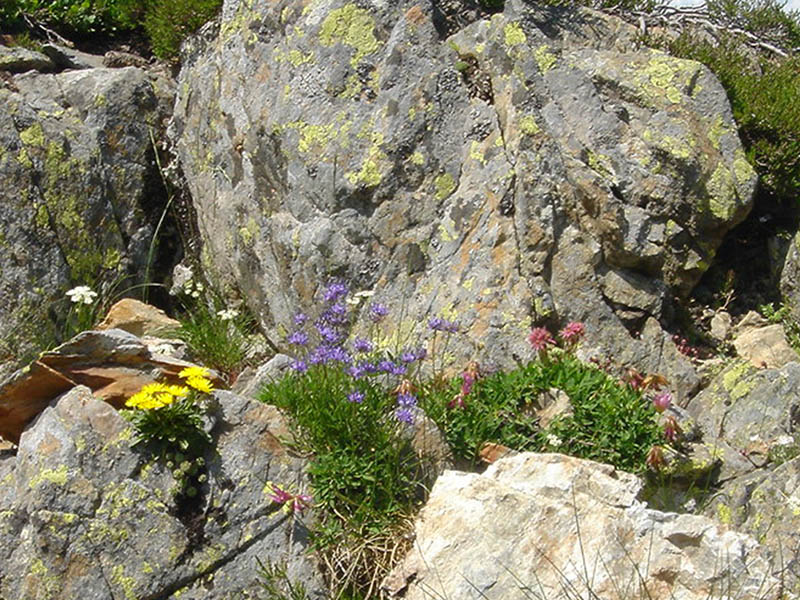 Phyteuma hemisphaericum en fleurs sur des éboulis fins dans les Pyrénées